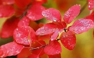 2022年霜降节气详细时刻 2022年霜降是几月几日