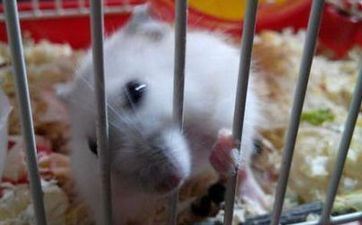 阴历2月出世属鼠人命好吗