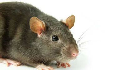 女友被搭讪 属鼠男生会有什么反响