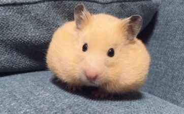 属鼠在恋爱中是怎样作天作地的