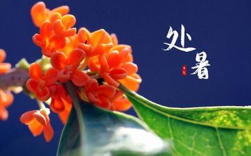 2024年处暑是什么时分 本年处暑节气是哪天？