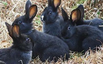 75年属兔人晚年子女运，子女孝顺联系密切