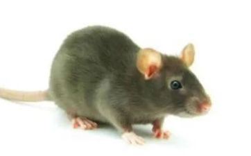 属鼠最适合养的犬种