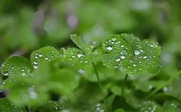 谷雨三候的不同奇景