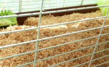 属鼠婚姻配什么属相好