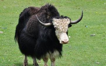 1997年属牛女2024年桃花最旺的月份