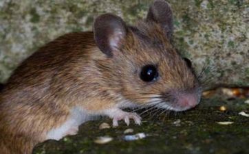 怎么拯救属鼠男 属鼠男能够拯救的体现