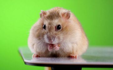 2021年属鼠吉祥物