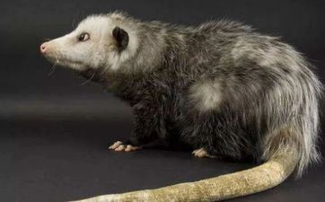 属鼠倒运的时分怎么转运