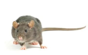 属相鼠怎么巧用植物旺财气