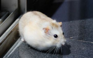 有没有属鼠的明星 属相鼠有什么性格特点 有没有属鼠的明星 属相鼠有什么性格特点