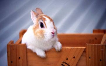 1975属兔最佳婚配 属兔人的最佳婚配属相