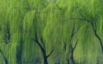 聊不来 再好的容颜也不会心动的属相