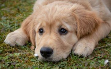 属牛男和属狗女适合做夫妻吗