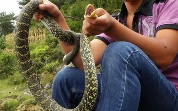 属蛇人最吃香的作业 2025年全年运势