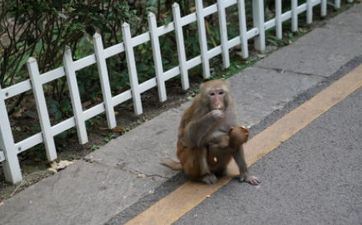 四月山公满山溜怎样破解 四月出世属猴人的性情