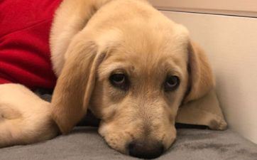 70属狗女2021年有哪些灾祸 每月运势一览