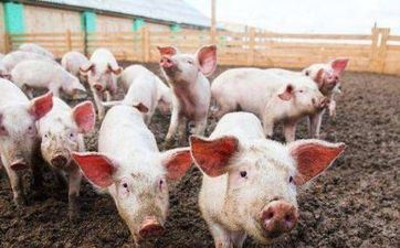 属猪的男人2024年的运势 83年猪40岁后十年大运运程 属猪的男人2024年的运势 83年猪40岁后十年大运运程