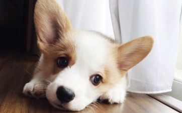 94年腊月二十三属狗是什么命