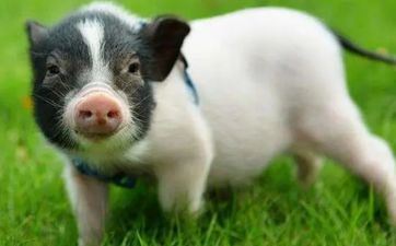 83年属猪男本年运势 2024年属猪要出大事