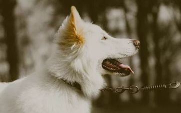 属狗做什么副业最好 属相狗合适做什么生意