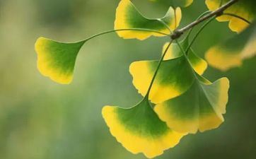 女牛和男虎般配吗婚姻 要恰当收敛脾气