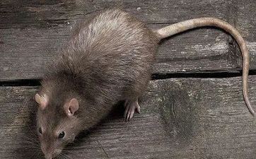 属鼠和属猴的做亲家不合适吗