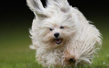 属狗的苦月是什么时分 属狗人最薄命出世时辰