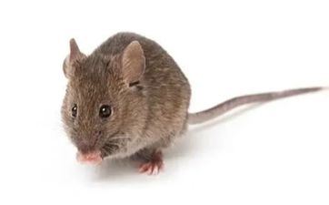 男属鼠女兔婚配好吗 女马般配吗