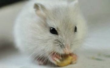 2024年梁上之鼠命运怎么样 2024年属鼠终身命运