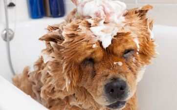 前史上谁属狗 都有些什么个人成果