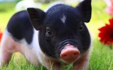 2023年属相猪12月份运势 2023年属猪12月份运势详解