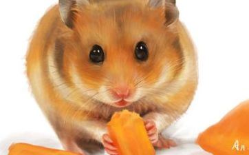 属鼠女几月出世最旺夫 属鼠哪天然生成能高人一等