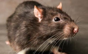 属狗男人和属鼠女性般配吗