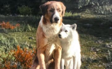 属狗2023年有大喜缠身 82年狗40岁后十年大运运程