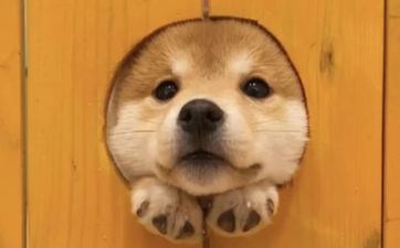 70年属狗女23年怎样求姻缘