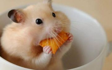 属鼠女爱一个人的体现 属鼠女的爱情观