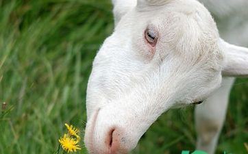 属兔和属羊般配吗，兔和羊合不合