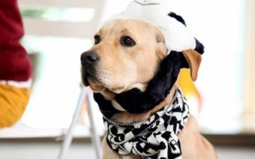 属相狗什么时辰出世好 属相狗什么时辰出世好