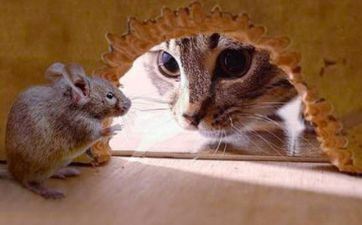 12属相女适宜的发型 属鼠女适宜幽默短发