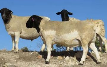 87年属羊婚配最好属相 87年属羊的属相婚配表