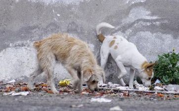 1994年属狗的在2024年运程