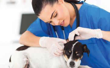 属狗终身远离这个人 2024年属狗要出大事