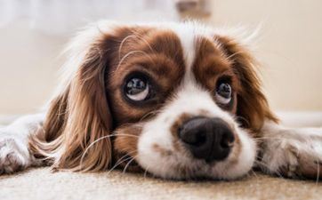 八二年属狗终身命运怎么 82年狗40岁后十年大运运程