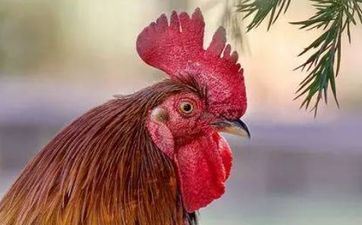 中考属鸡的穿什么色彩衣服吉祥 属鸡人的永久走运色彩 中考属鸡的穿什么色彩衣服吉祥 属鸡人的永久走运色彩