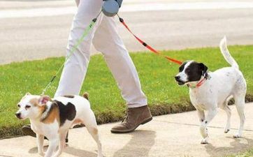 属狗阴历十月出世男 几月狗最有福分