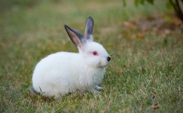 1999年属兔女婚配最佳 婚姻美好天生一对