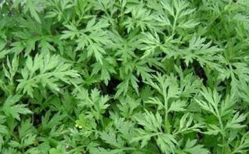 2024年风情万种的属相女 妩媚招引异性的属相