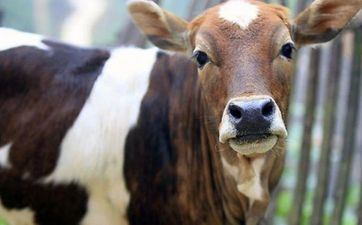 为什么属牛的456月份欠好 属牛几月生好