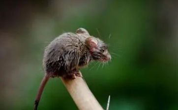 女生属鼠子时生好吗 鼠女子时生有什么特征